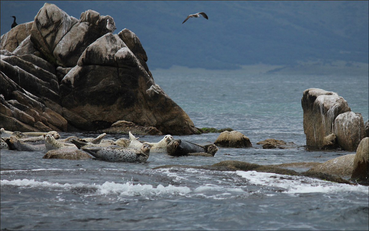 Лежбище тюленей