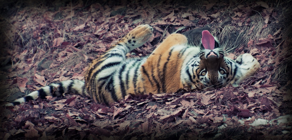 Вкусный фотограф