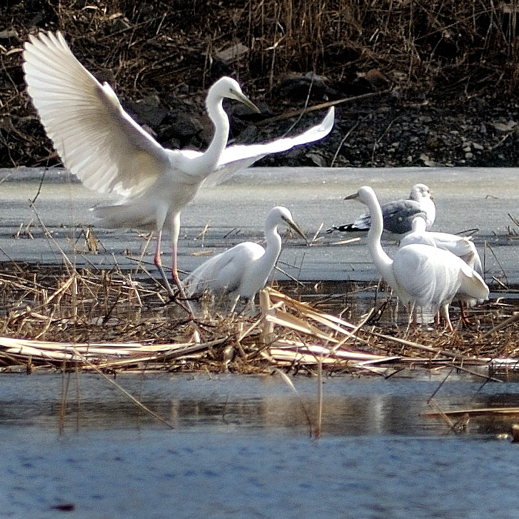 Русский цапель