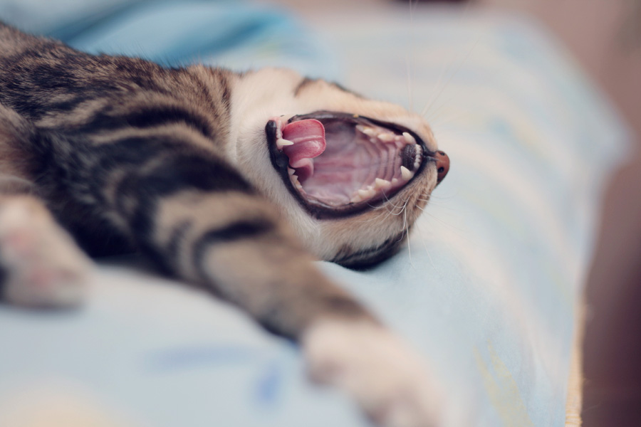 Внешность обманчива...)))