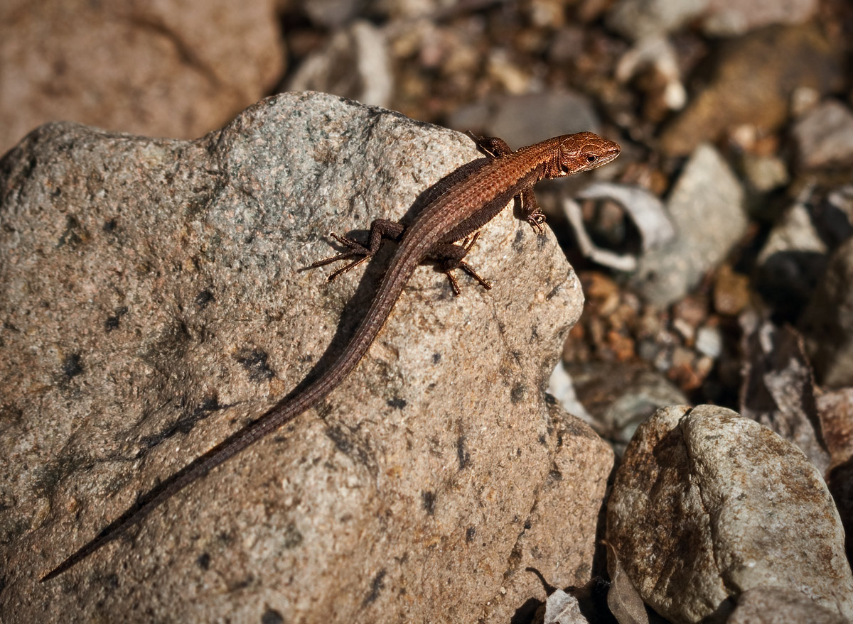 я на солнышке... сижу