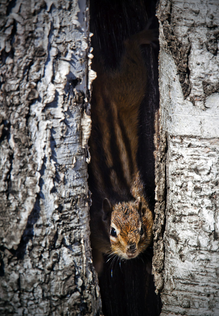Опять бурундук