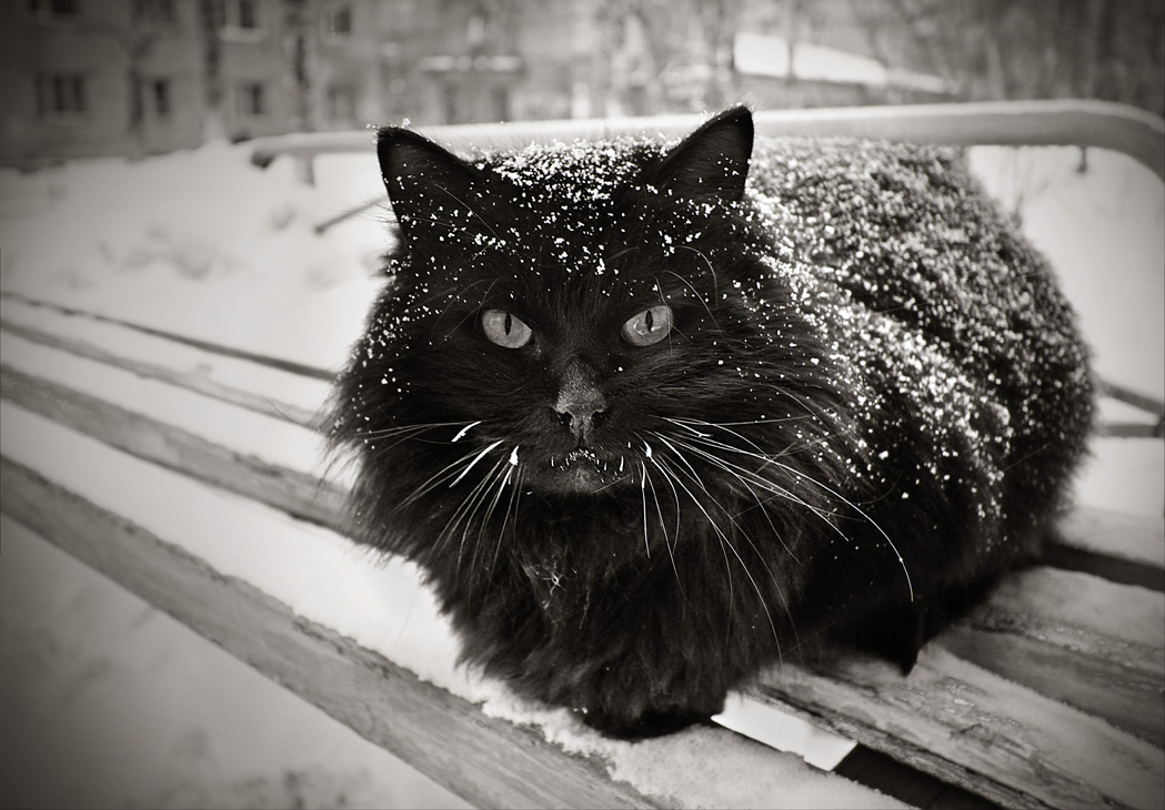 Черное на белом Белое на черном