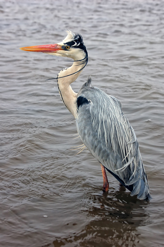 в камыши бы...
