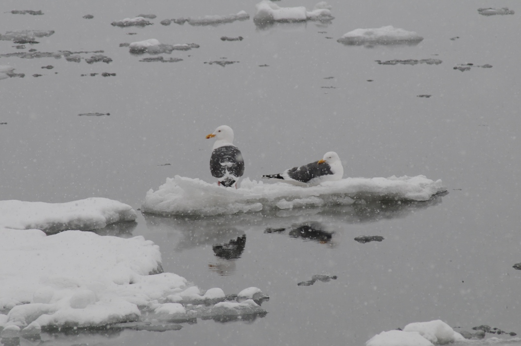 Падает снег...