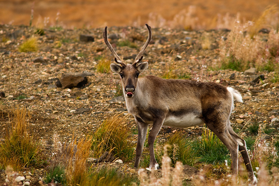 вот вам мое мнение)))