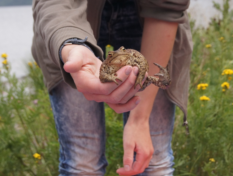 уважающий себя жаб