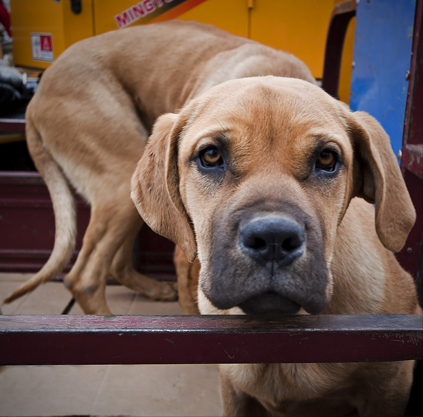 Китайский Вислоухий Лонгтерьер :)