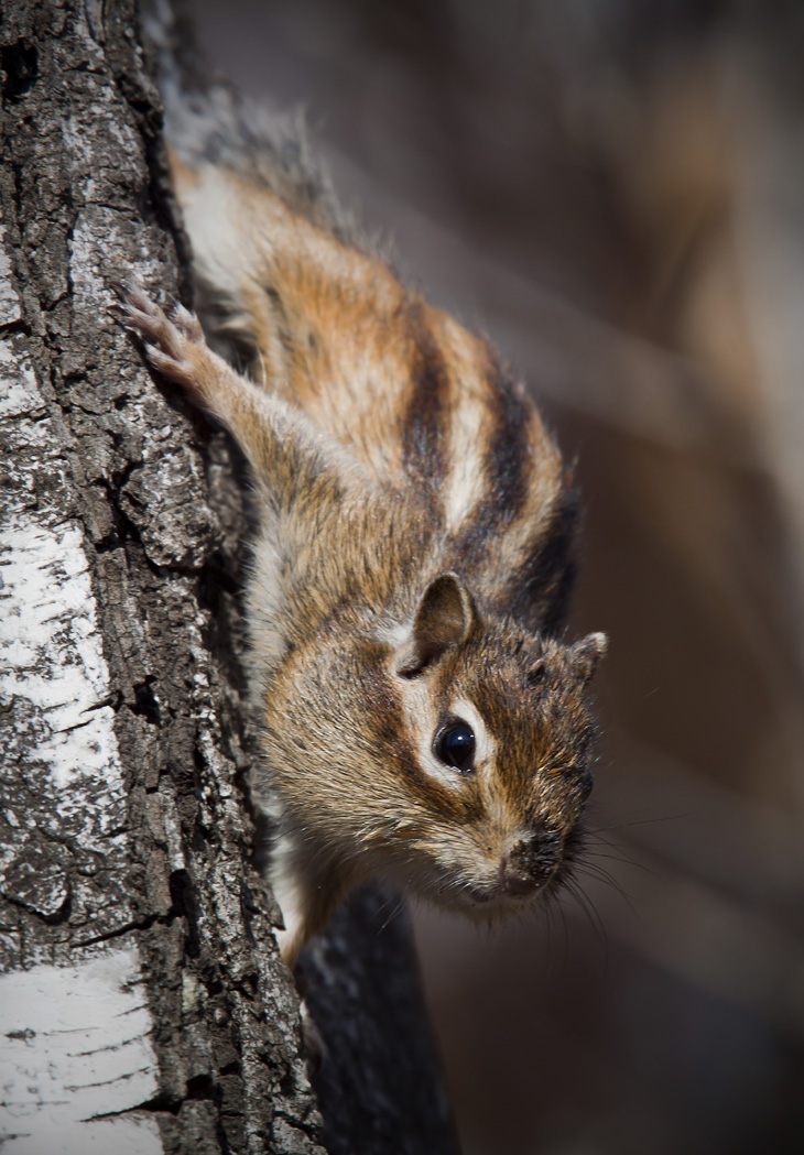 Бурундулик