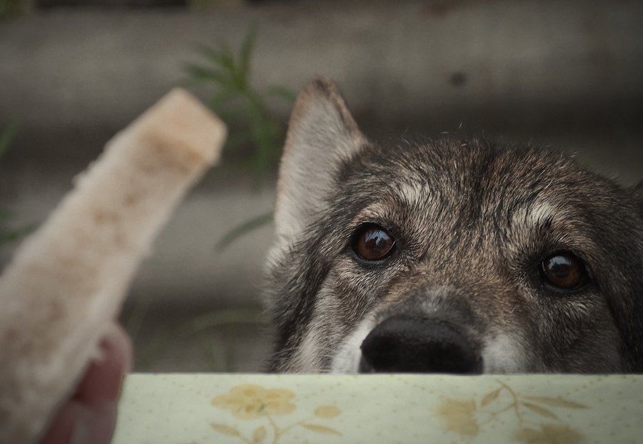 Моя душа беззвучно слезы льет...