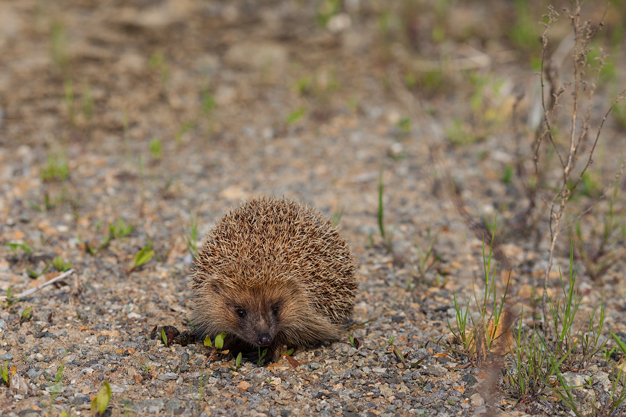 Ёж, просто Ёж...