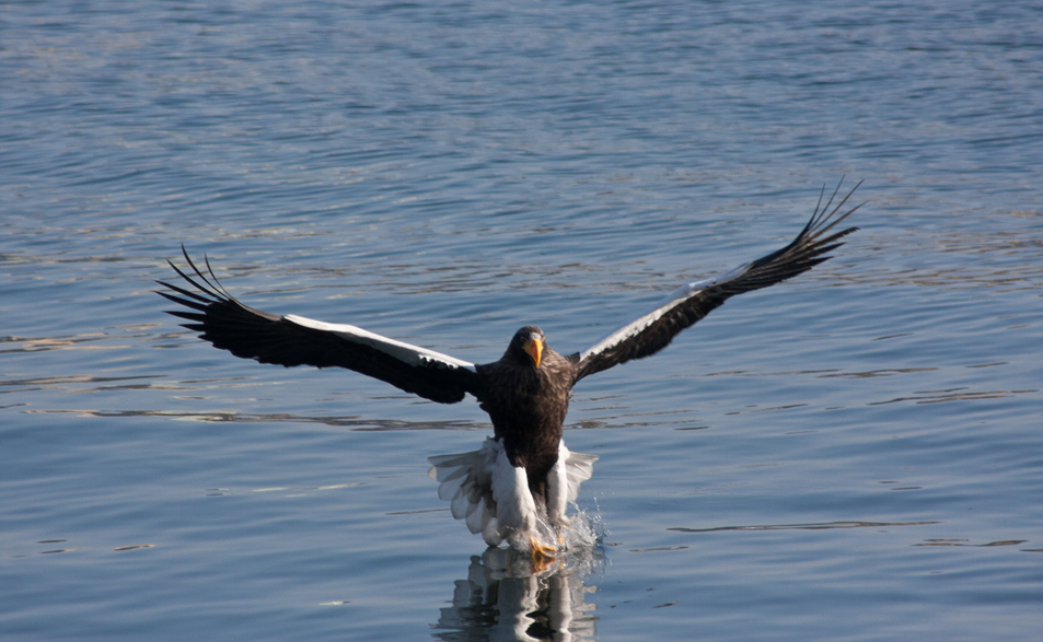 Белоплечий орлан