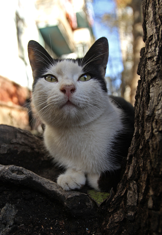 Местные мы...