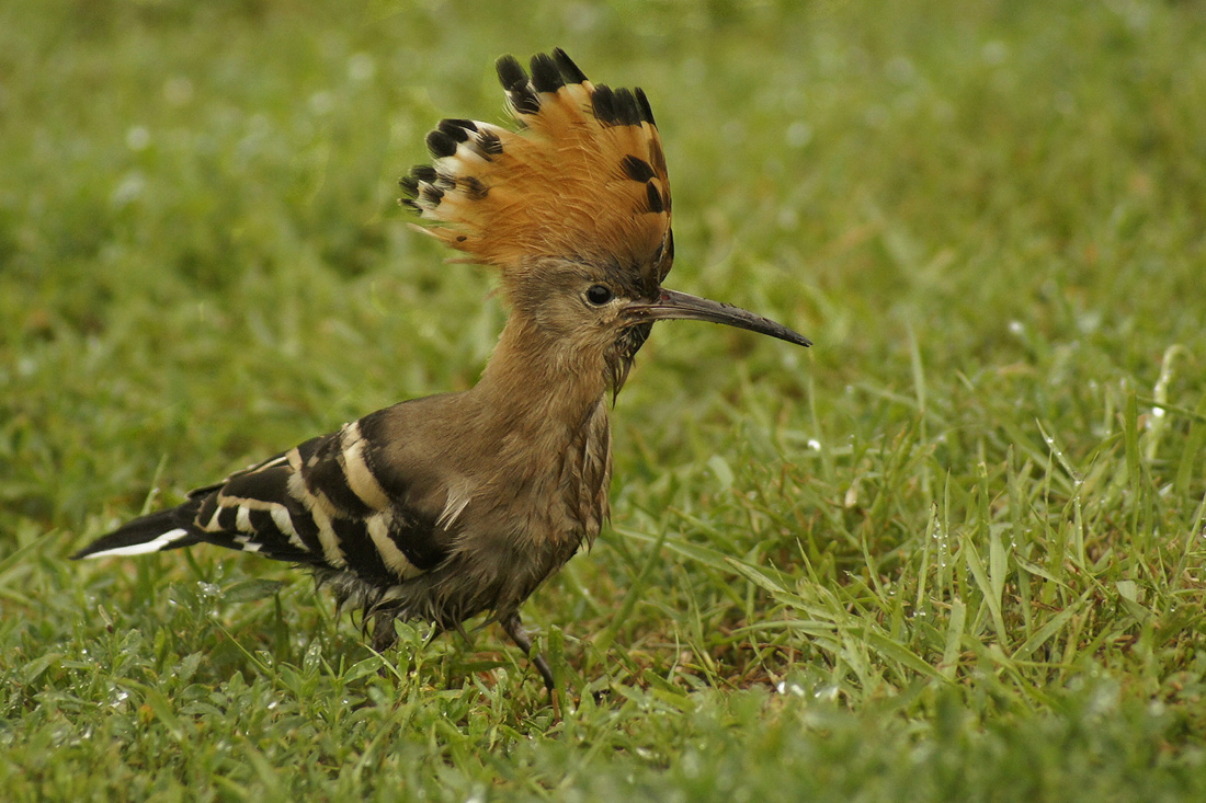 Потатуйка-пустушка-удод