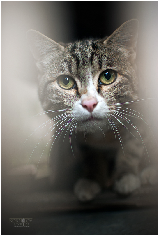 наш ответ Чемберлену