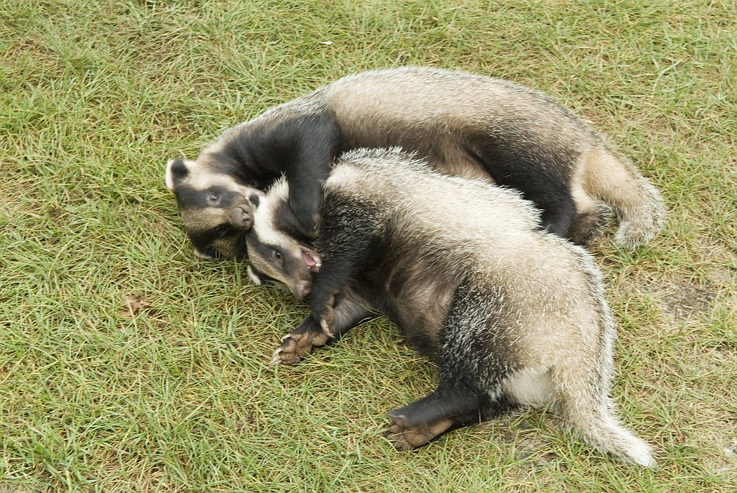 подругу Барсуку!