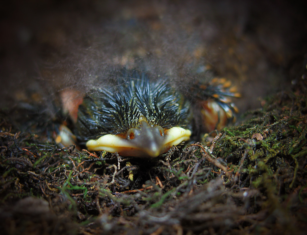 Рожденный в скалах