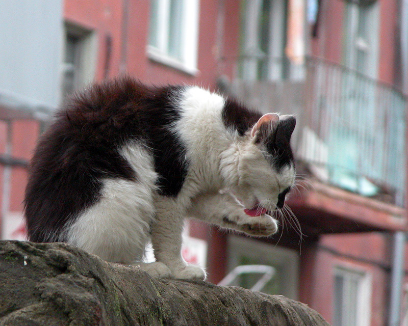 Уличный чистюля