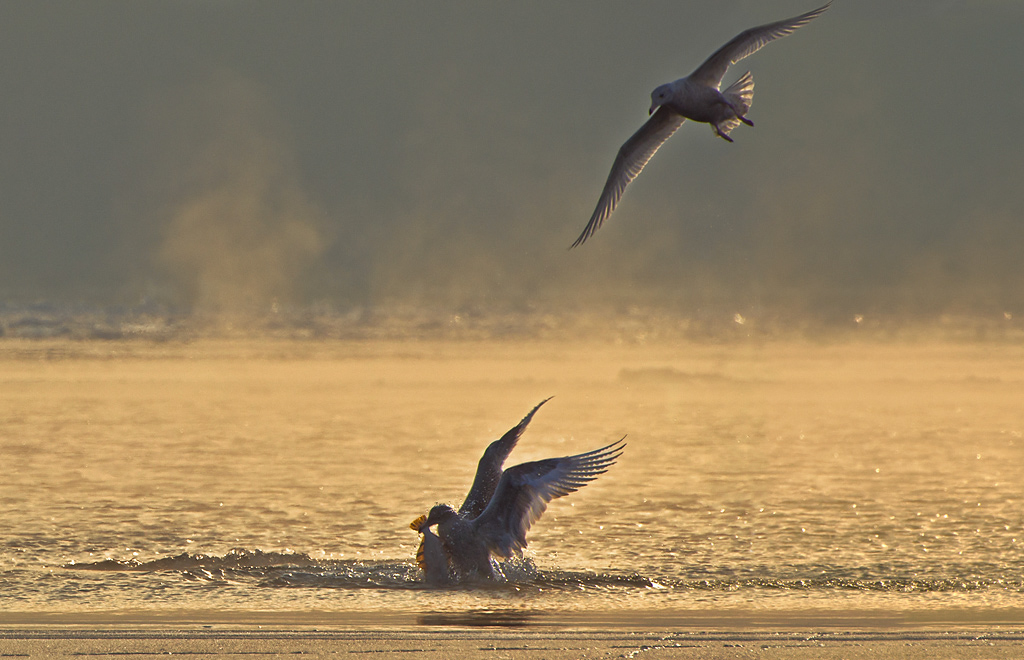 Борьба за пропитание