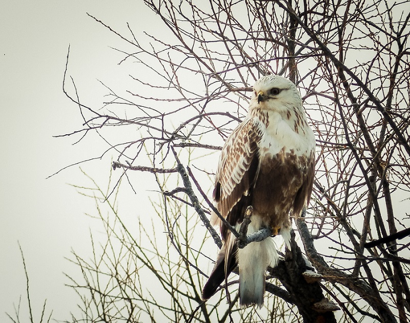 Мохноногий канюк