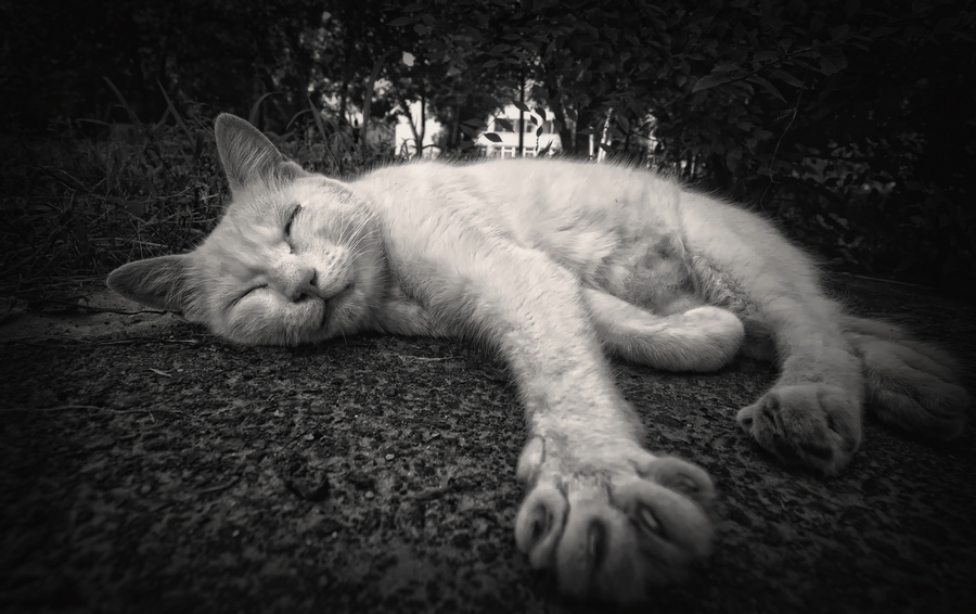 Послеобеденный дремЪ