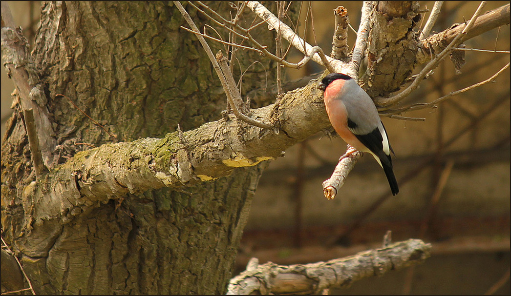 Птичка снегирь