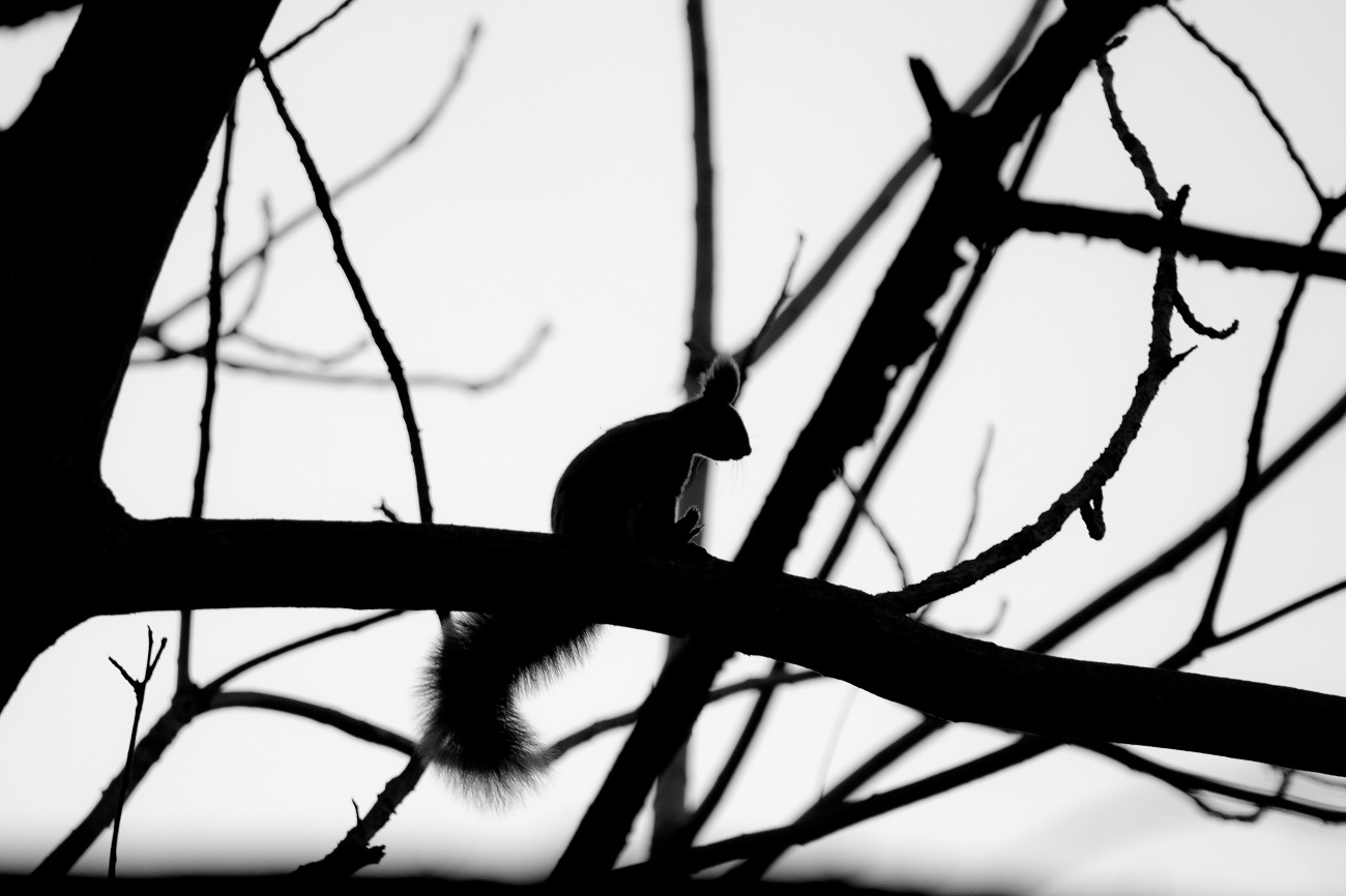 Белка сидяга=)))