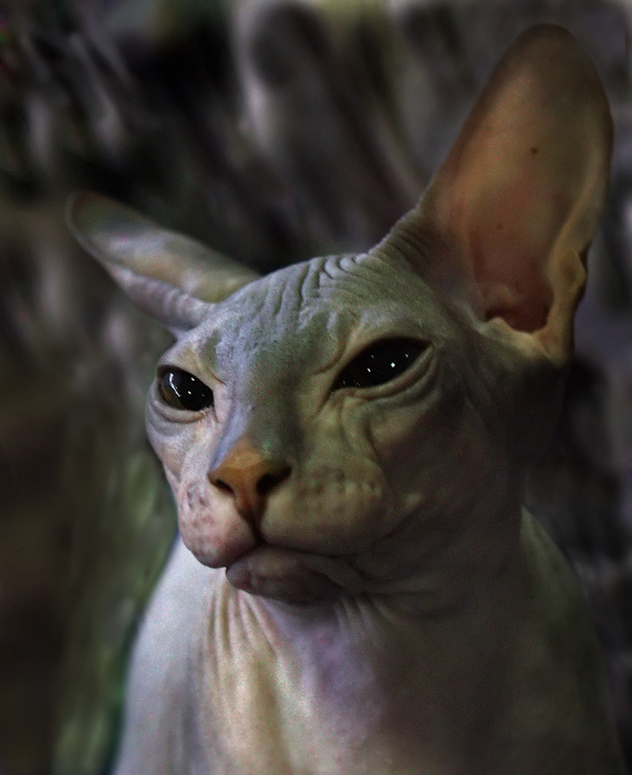 В глаза смотреть!