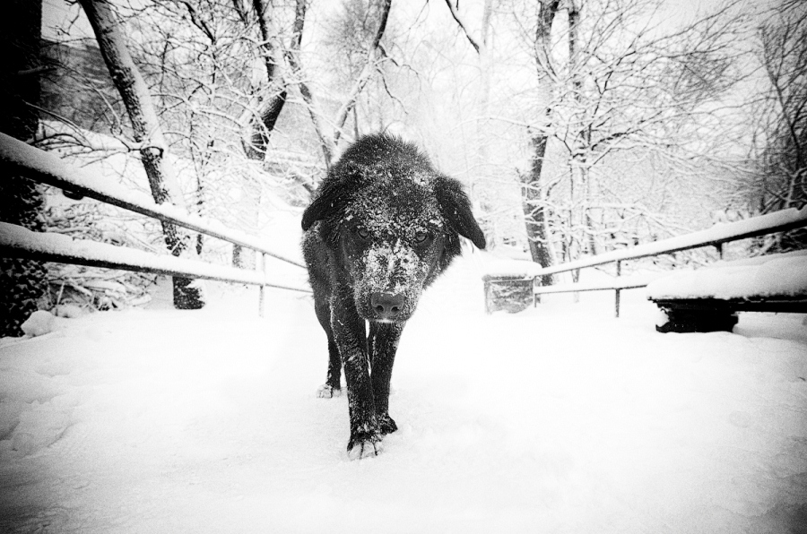 жил был пёс