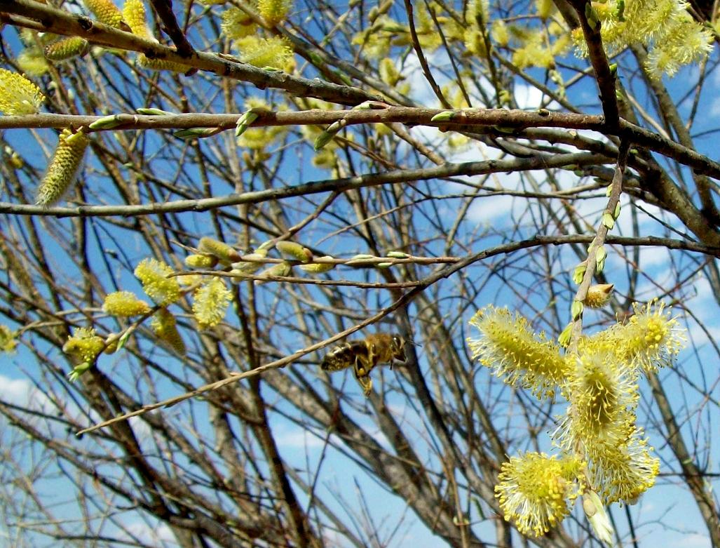 Мохнатый шмель