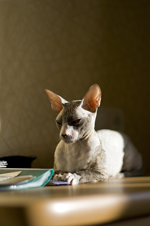 сонное царство