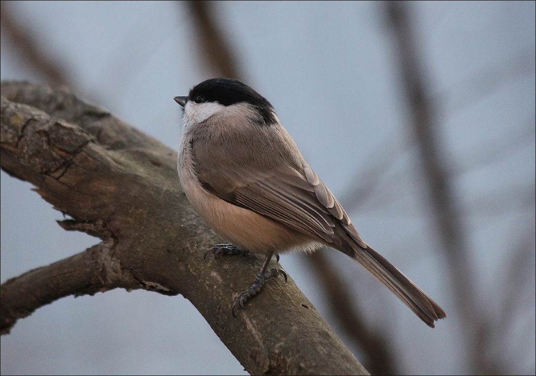 Синичка гаичка