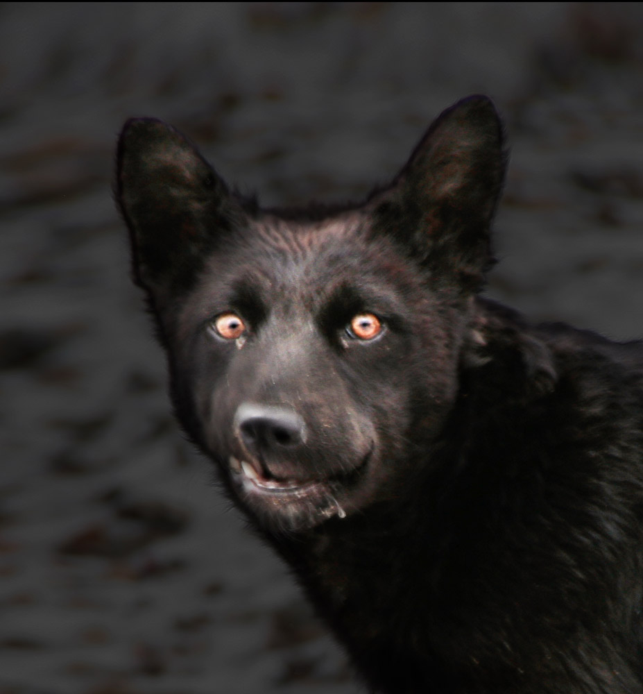 апрельская очумевшая собачка