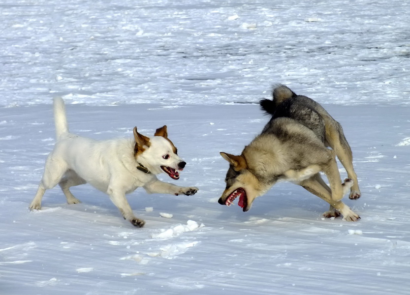 цобаки-зубаки