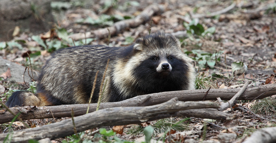 Еноты?  Не...  не знаю, не видел...