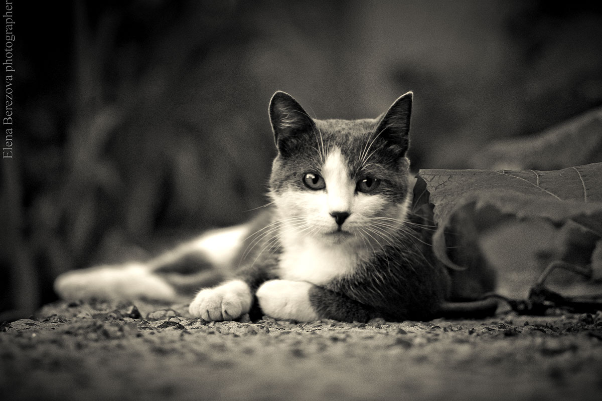 Кошкины посиделки