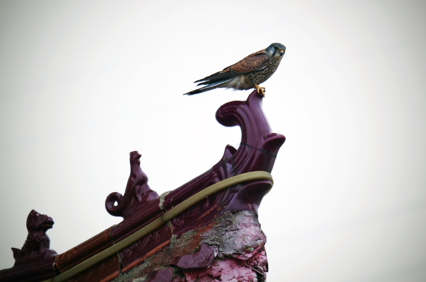 Пустельга Китайка