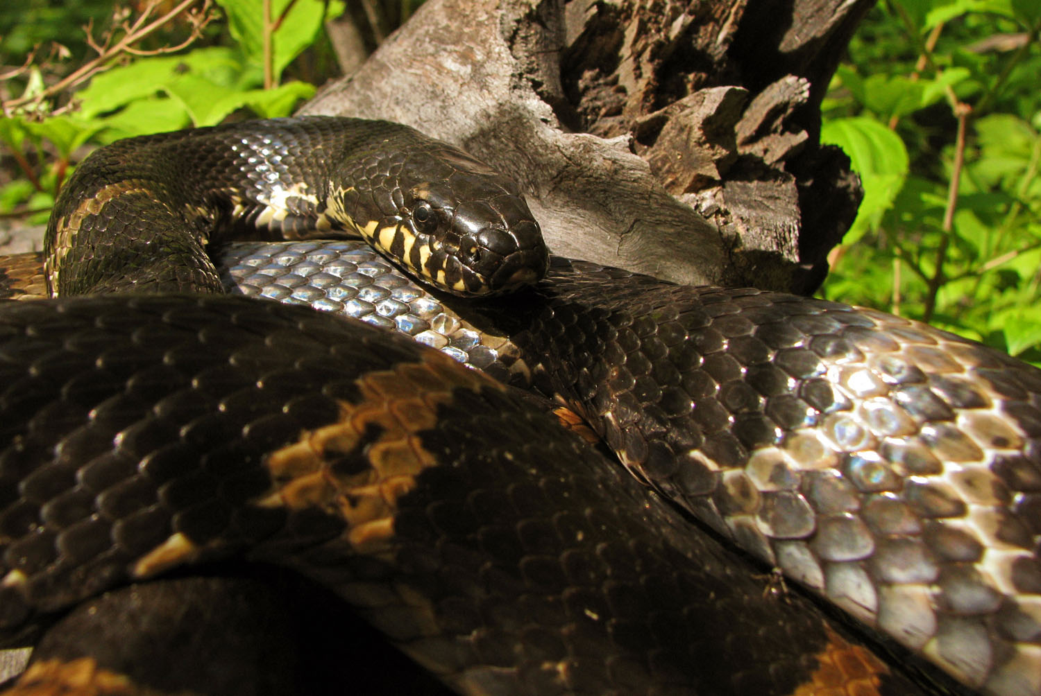 Полоз-Безстрашный