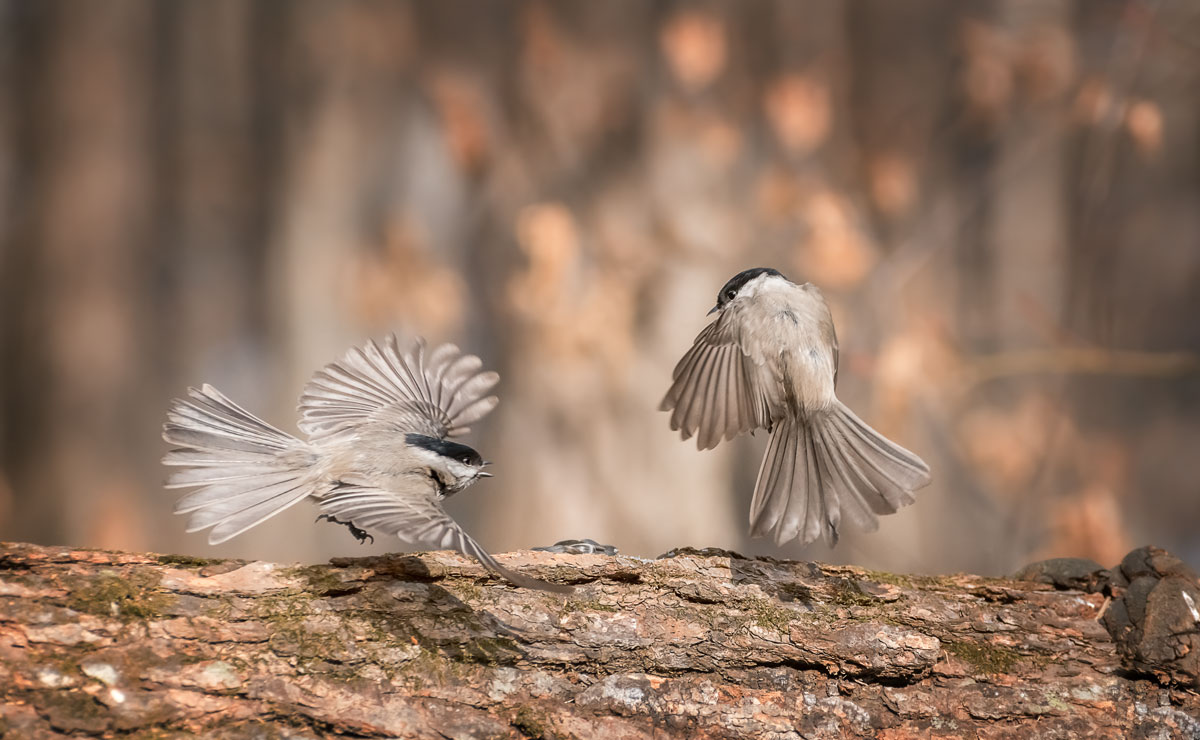 Мастера Кунг-Фу