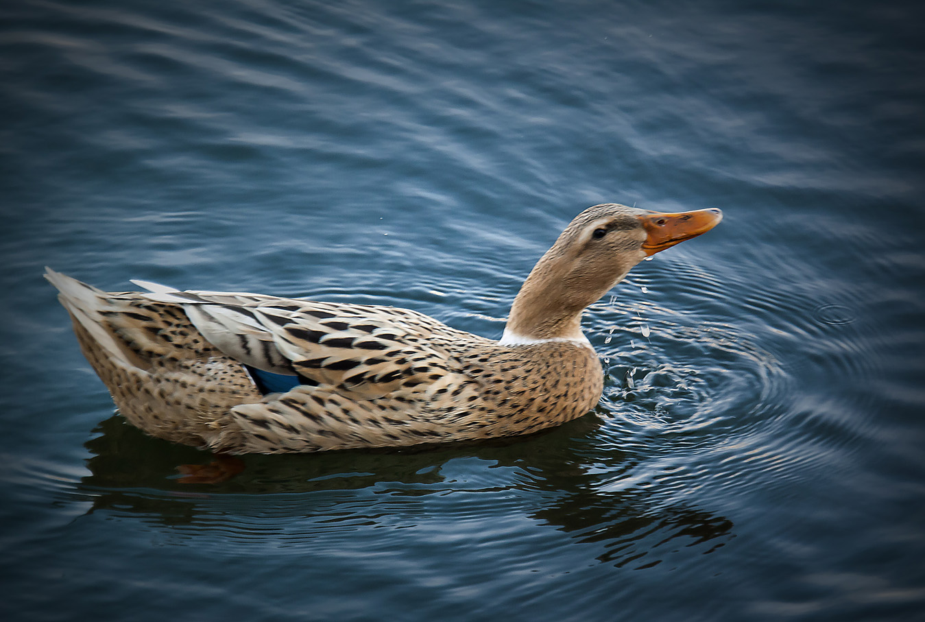 Китайская Серая шейка