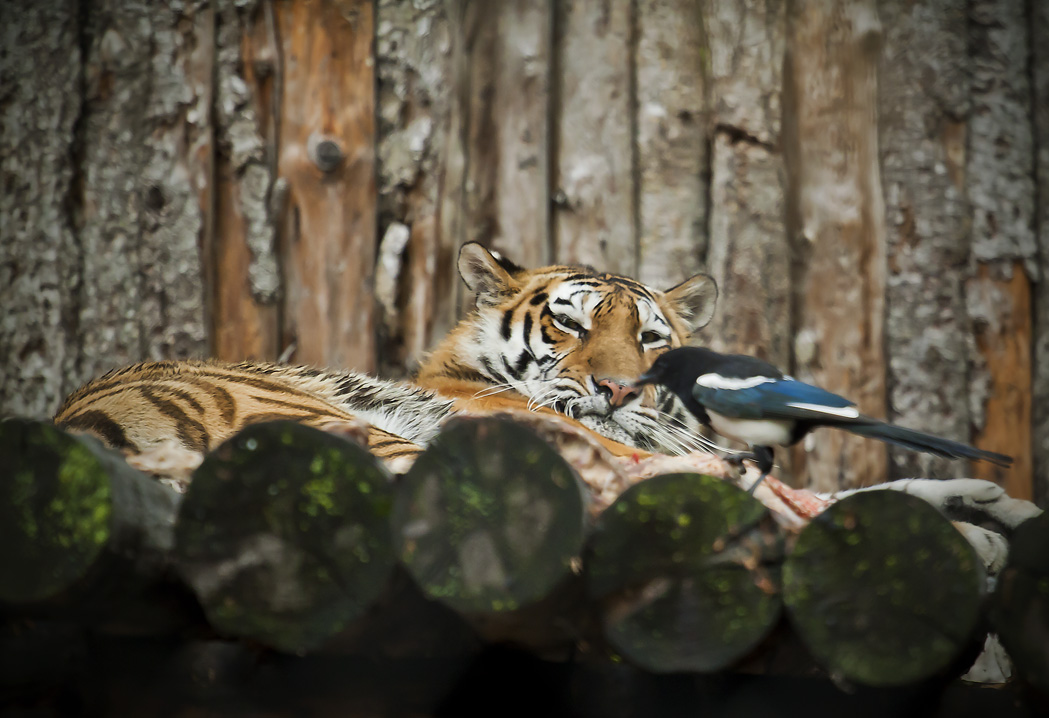Птичка ест а Киска смотрит