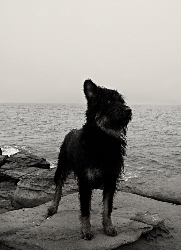 Морской волк