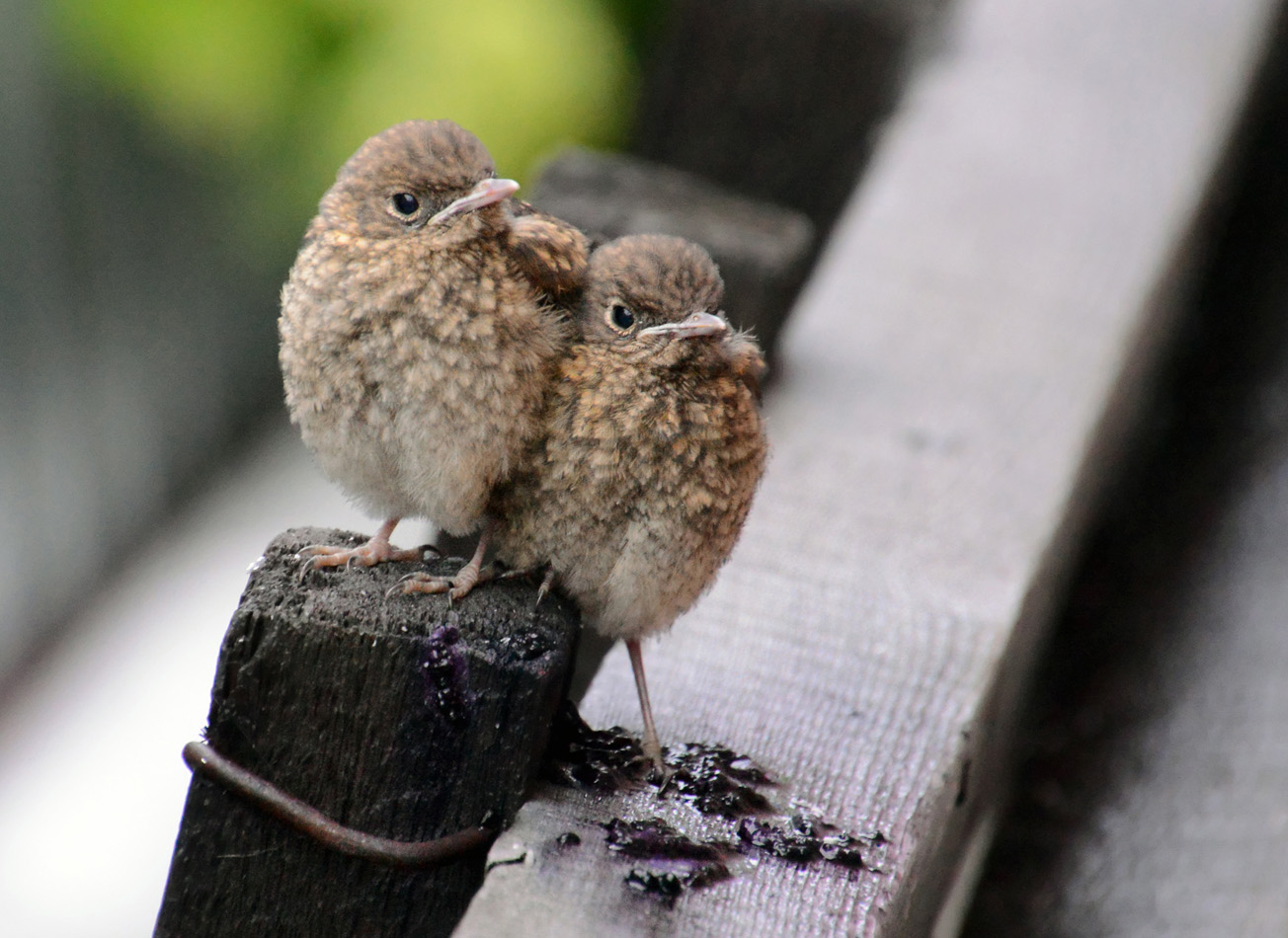 - А мы потерялись...