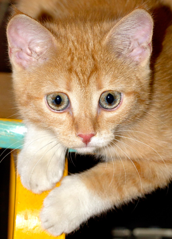 Соня в засаде