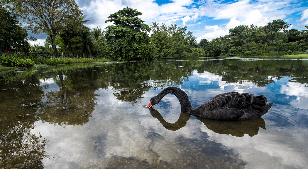А чёрный лебедь на пруду......