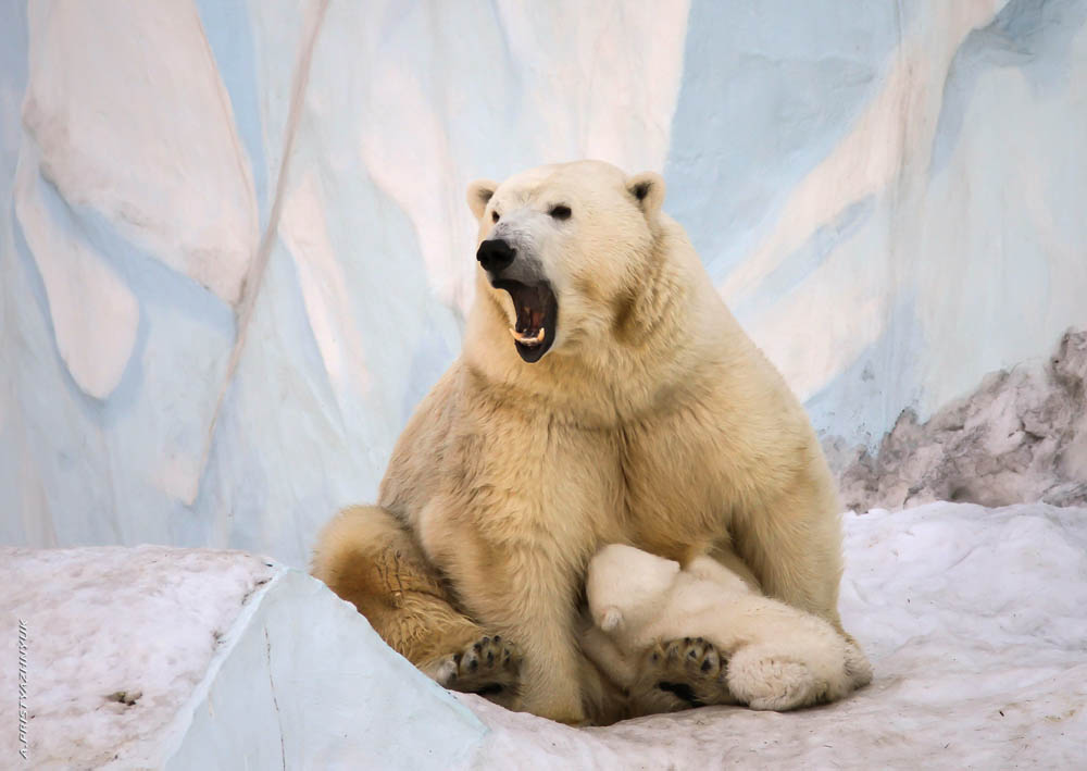 В обиду не дам!!!