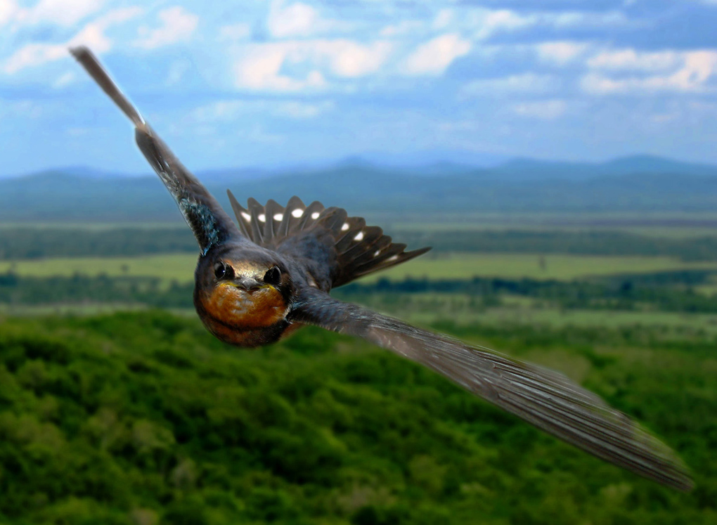 Ласточка и  летом в сени к нам летит