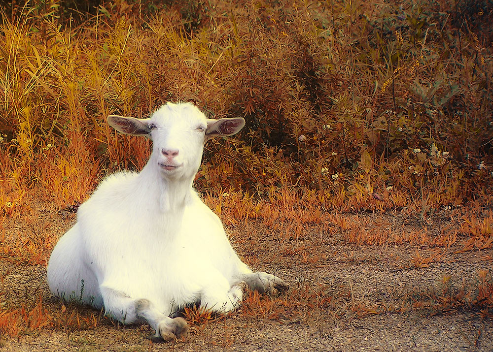 Вредная овца Маака