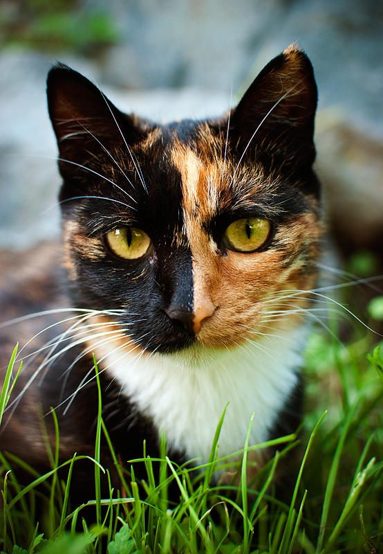 Люська НЕобыкновенная