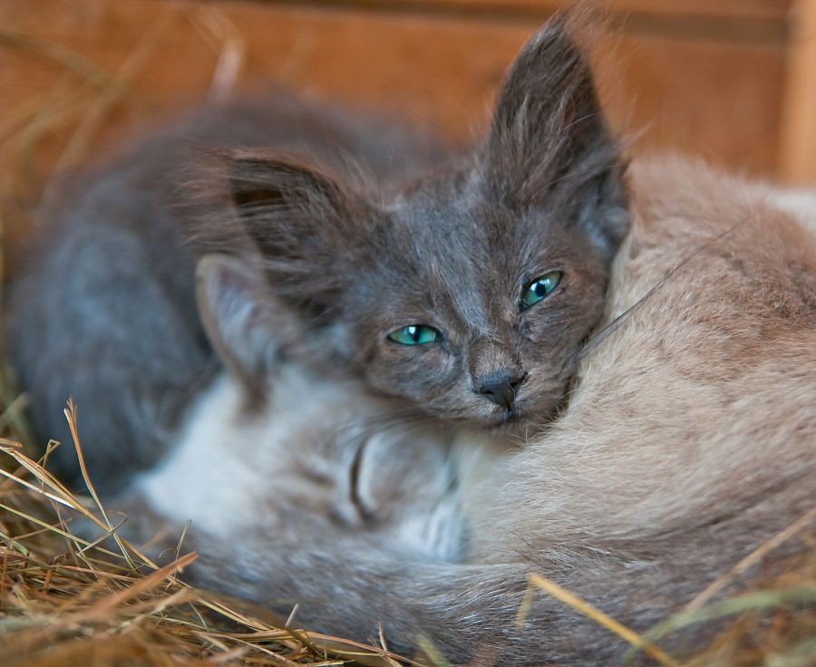 С просони...